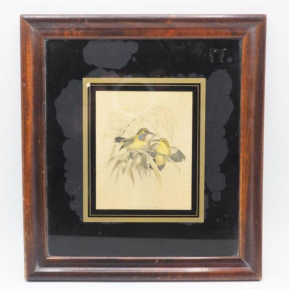 Vintage Cinnyris Pectoralis Birds Print Dark Wood Frame